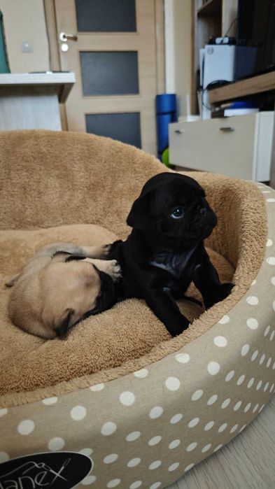 Сладки Бебета Мопсчета