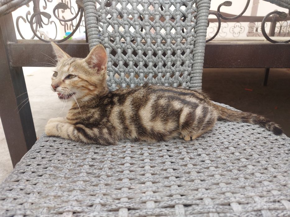 Отдам котенка в добрые руки