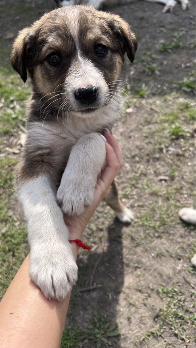 Ищу хозяев для девочки 1,5 месяца