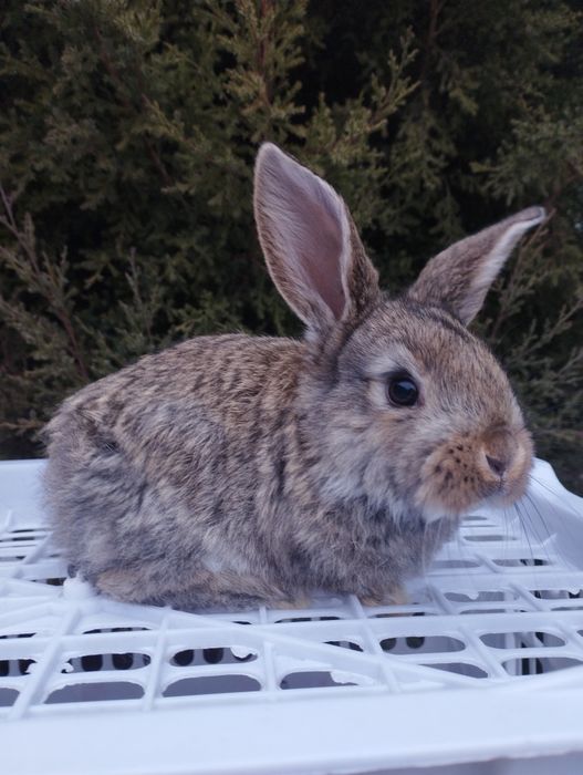 Продаются крольчата