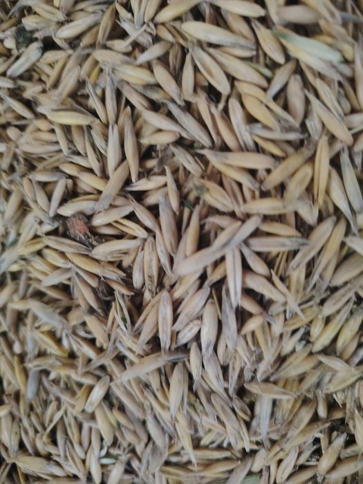 Vand ovăz calitate f bună