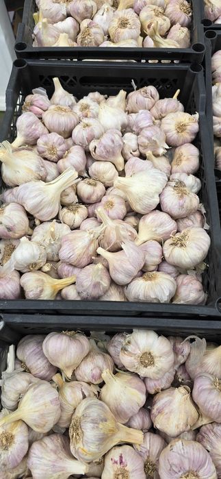 Usturoi origine Egipt de vanzare