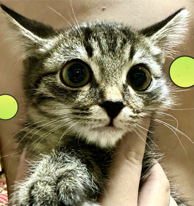 Котята ручные добрые