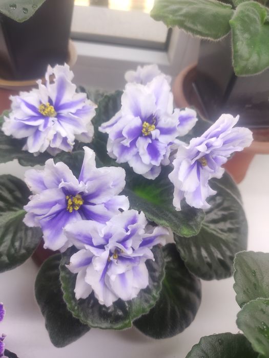 Фиалки цветущие  сортовые