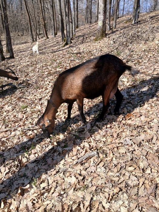 Vând capre AngloLubiane și Alpine Franceze