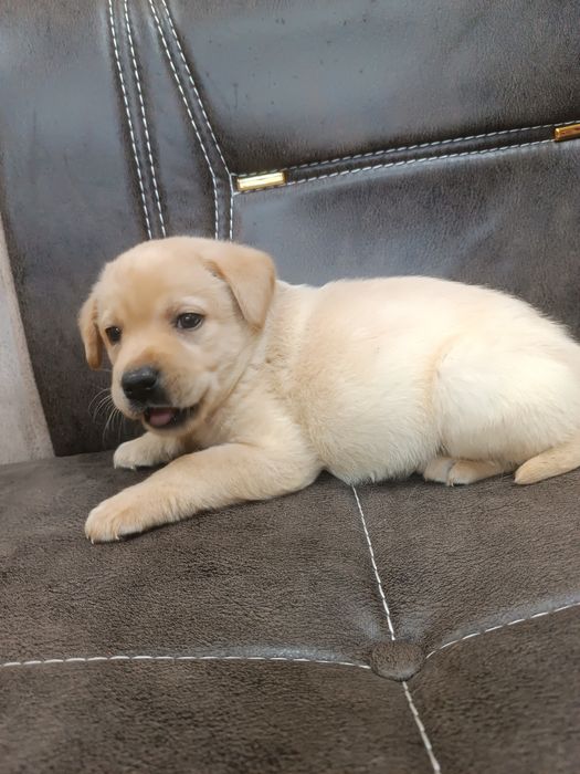 Щенок лабрадора .мальчик
