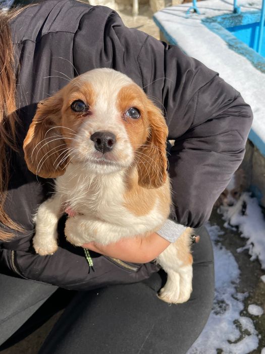 Продават се кокерчета