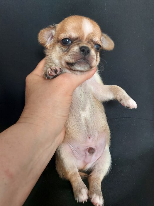 Продаю щенков чихуахуа