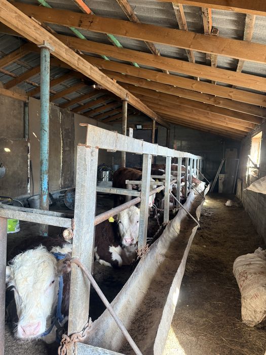 Продам бычков на откорме