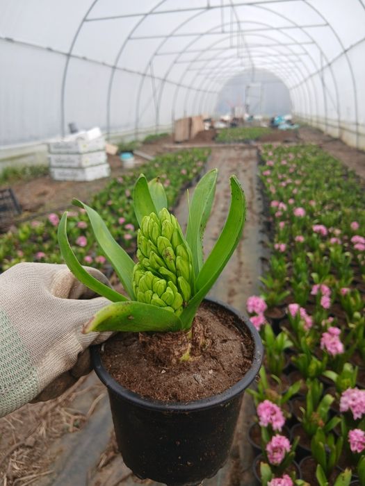 Vand zambile la 10 ron