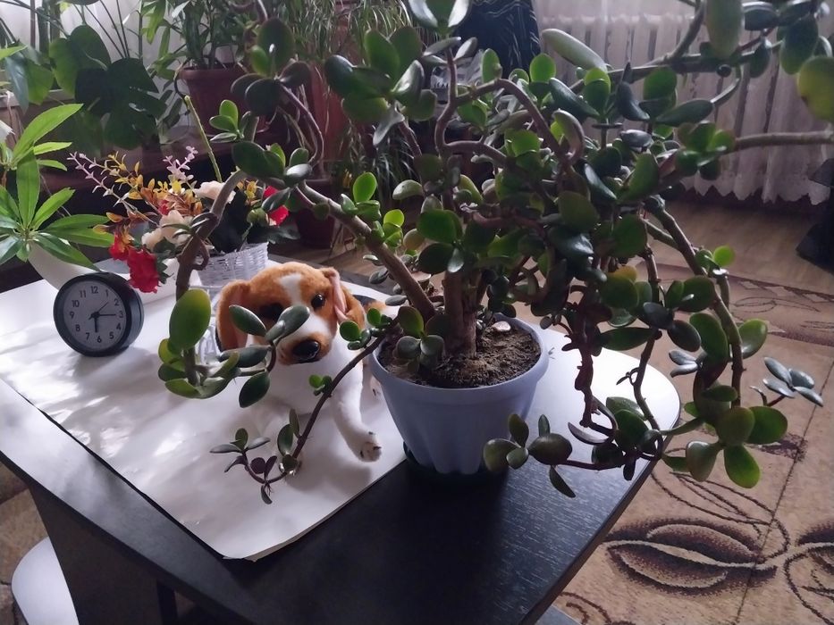 Продам комнатные цветы. Денежное дерево.