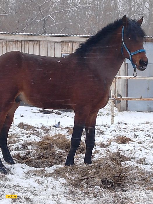 Продаётся  жеребец орловской породы