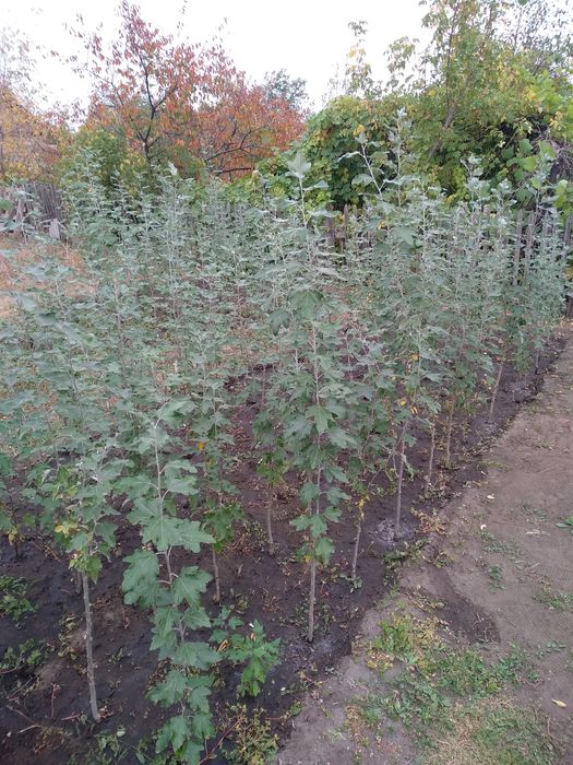 Тополь пирамидальный Саженцы