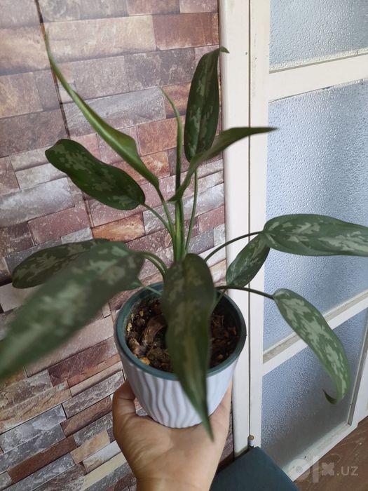 Aglaonema Maria 2 та кустли Комнатных цветок Тг кана
Юнусоб