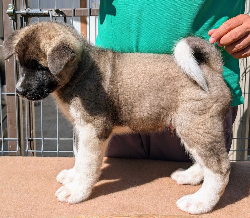 Mascul Akita American - linie de sânge PREMIUM - GRI deschis