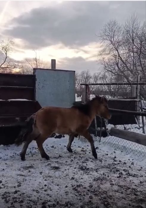 Мұғалжар жабағы сатылады