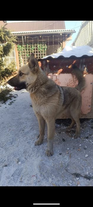 Собака. Дворняжка