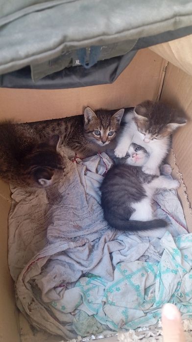 отдам котят даром