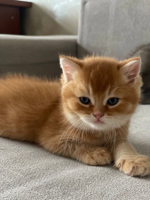 Котик на продаже