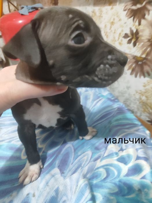 Продам щенят Стаффорда