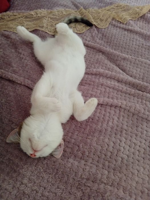 Отдам в добрые руки