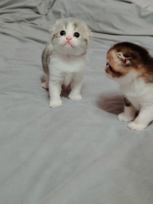 Котята Голубые , Золотые , Бикалоры