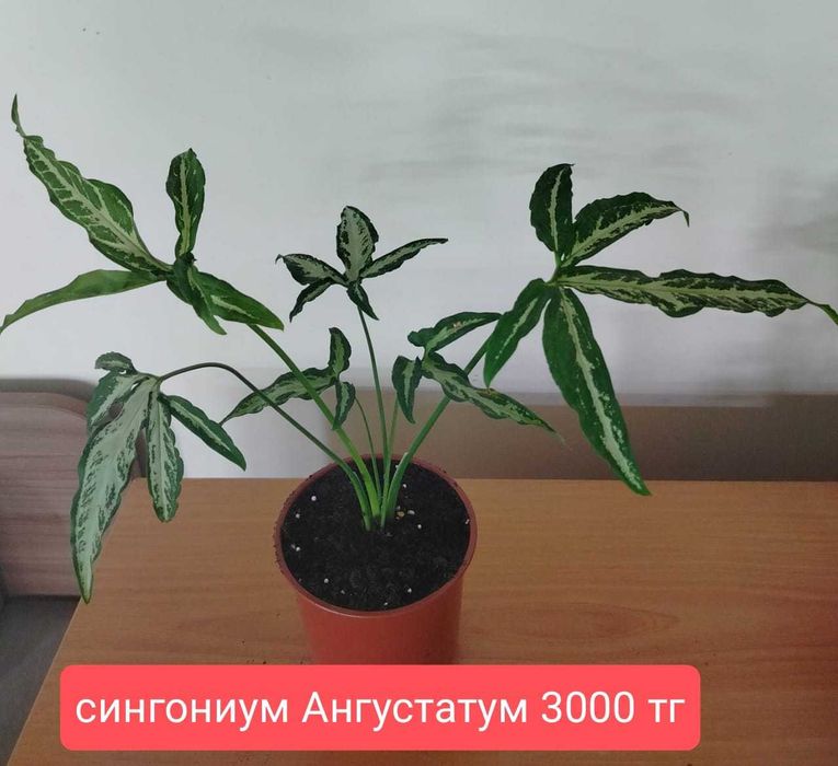 Продам комнатные  растения.