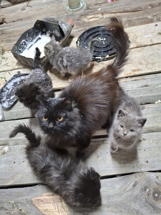 Отдам даром котят