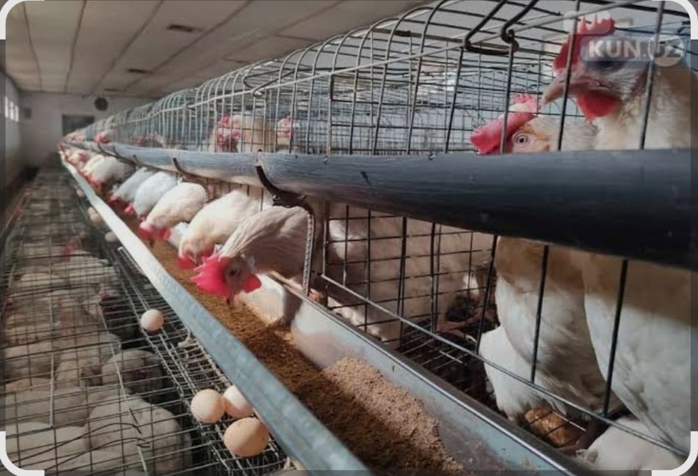 Товук уйлари сотилади