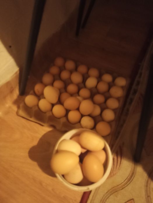 Продаю домашние яйца