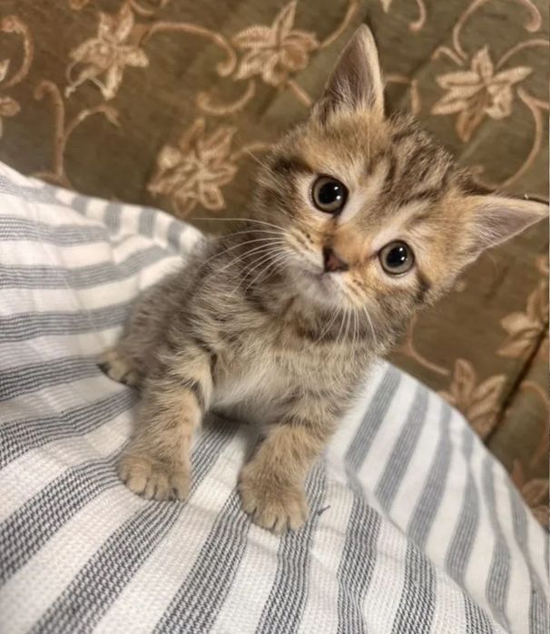 Котята девочки, 1.5 мес