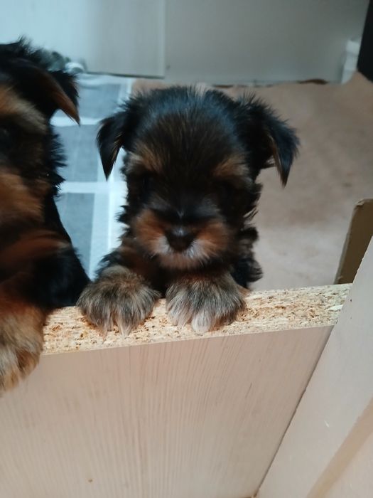 Иоркшерсеий терьер