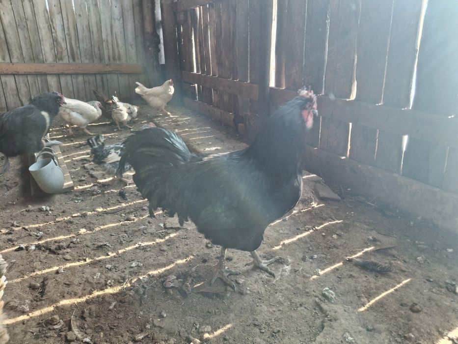 Продам петухов Джерсийский гигант