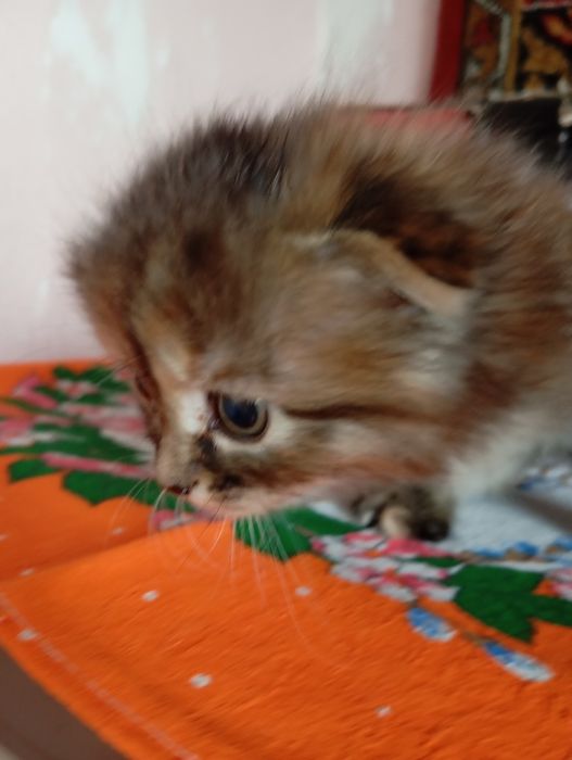 Котята девочки!!