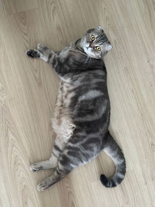 Шотландский вислоухий кот