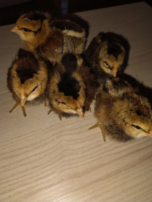 Pui de Araucana potârnichiu sălbatic și ouă pt incubat.
