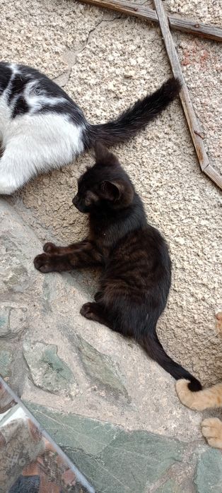 Котята: котик и кошечка