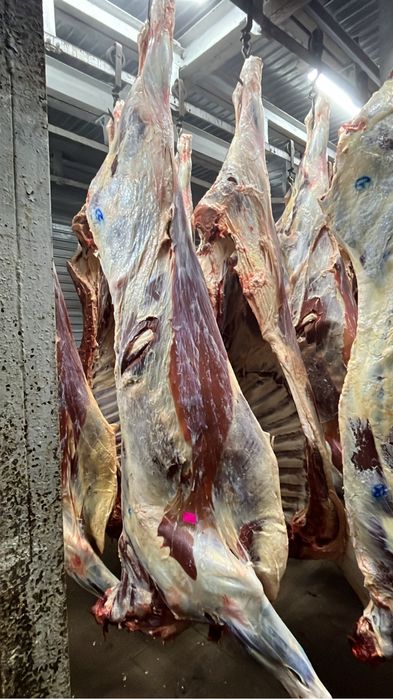 Продам мясо говядина