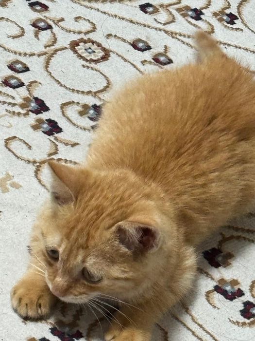 Рыжий кот, Сарыбай