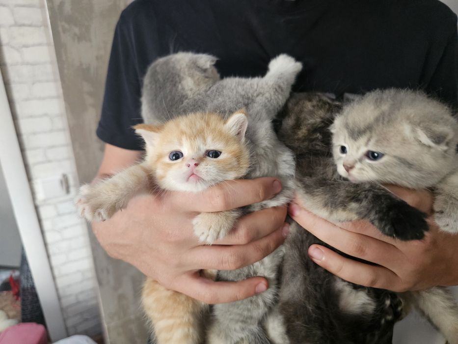 Шотландские котята