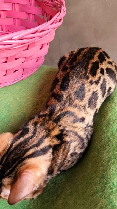 Бенгальская Леопардиха- 3.5 месяца
