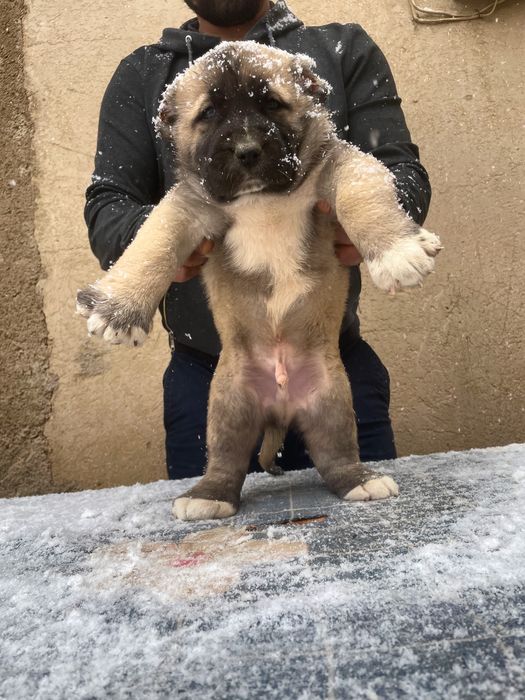 Щенок Турецкого Кангала ( чистокровный )