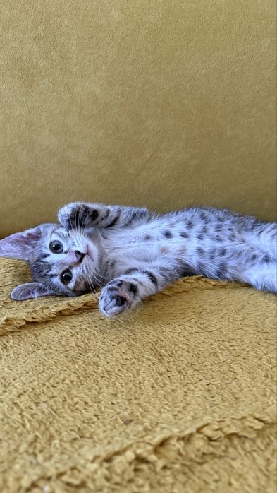 Кошечка в добрые руки