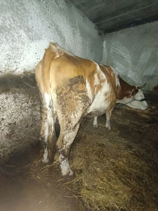 Vaca tânără de vânzare