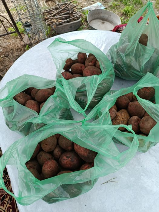 Продам картофель