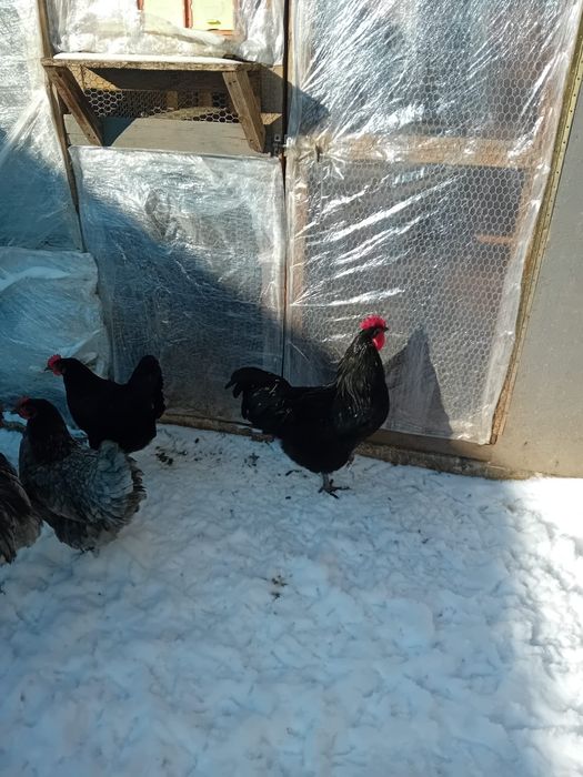 Pui Australorp  de vanzare