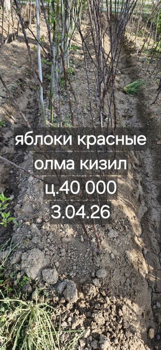 Фруктовые деревья, персик, слива, яблоки, урюк, черешня