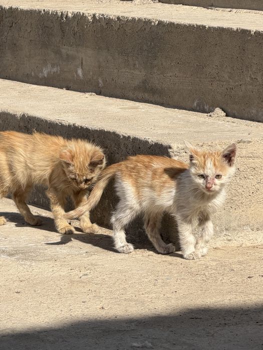 Отдам котят в добрые руки