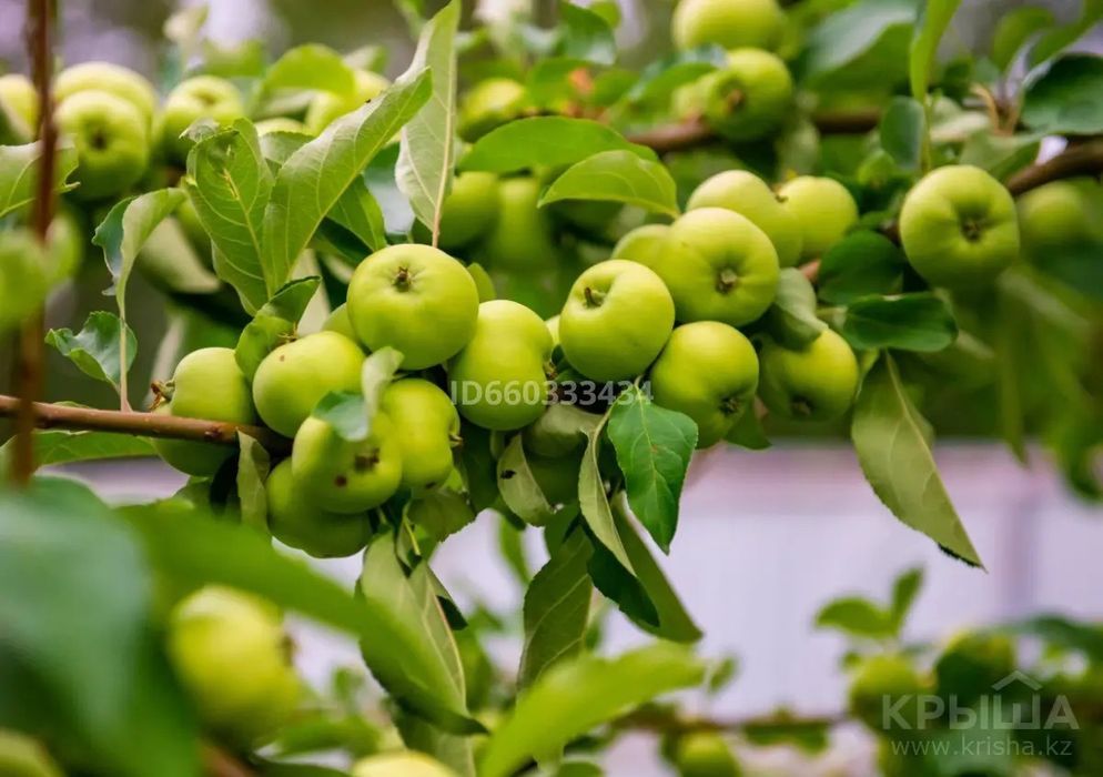 Усадьба в селе Балгын