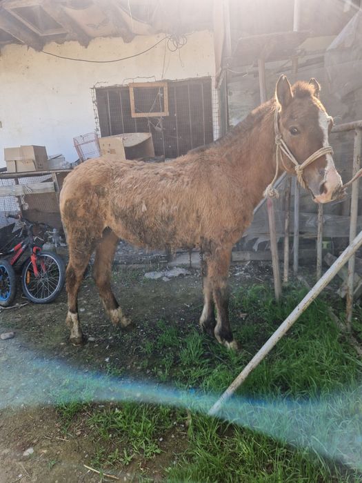 Тай сатылады ургашы